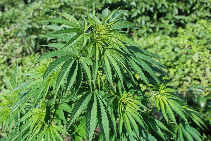 Cannabis Odor Control Terminology Cannabis Odor Control Terminology